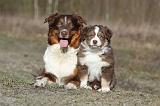 BERGER AUSTRALIEN - ADULT & PUPPY 032